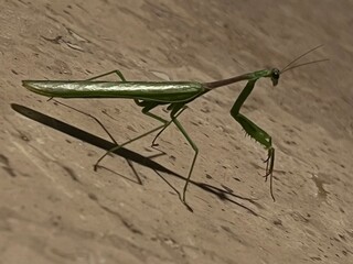 praying mantis on a rock