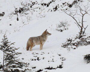 A Coyote walking in the snow. Taken in Alberta, Canada