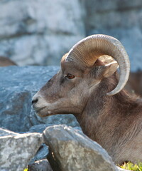Rocky Mountain Bighorn Sheep. Taken in Alberta, Canada