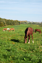 Obraz premium Horses grazing in a field on a sunny summer day