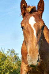 Close-up of horses grazing in a field on a sunny summer day