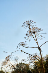 dry branches of the Heracleum in the field against the blue sky