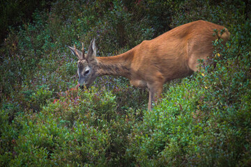 a roebuck yearling in the forest at a autumn evening