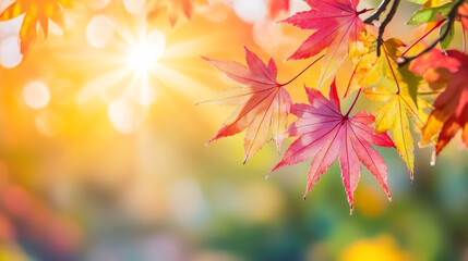 Fototapeta premium Maple leaves turn vibrant colors in the fall, bathed in sunlight. This colorful scenery makes a beautiful backdrop for nature photography.