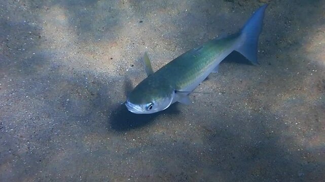 Close-up of moving fish gray mullet (Mugil cephalus), it inhabits Black, Red and Mediterranean seas, the fish is important object of commercial fisheries and farming in Mediterranean Sea