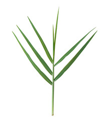 Obraz premium Green blades of grass isolated on transparent background, PNG FIle