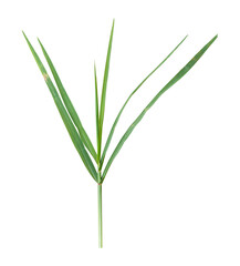 Green blades of grass isolated on transparent background, PNG FIle