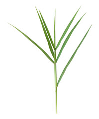 Green blades of grass isolated on transparent background, PNG FIle