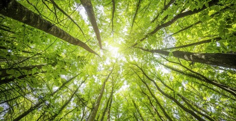 Forest canopy from below, looking up at the tall trees