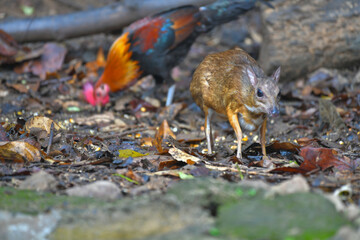 Mouse-deer, Chevrotain find food on the ground wildlife watching in the forest.