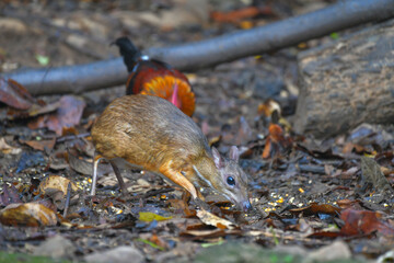 Mouse-deer, Chevrotain find food on the ground wildlife watching in the forest.