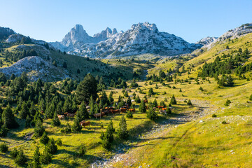 A herd of cows grazing around trees on a beautiful green valley on the mountain	