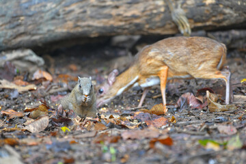 Mouse-deer, Chevrotain find food on the ground wildlife watching in the forest.