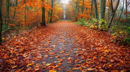 Forest path covered with fallen autumn leaves