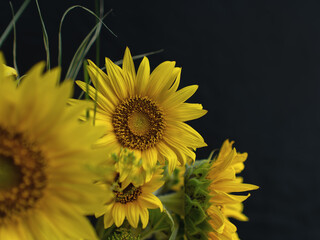 Sonnenblumen Blüten in der Vase vor dunklem Hintergrund