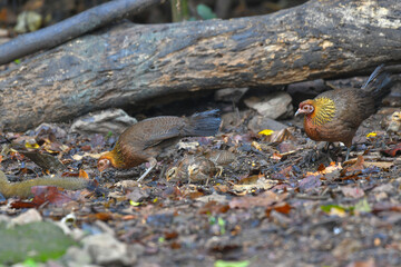 Red Junglefowl find food on the ground birdwatching in the forest.
