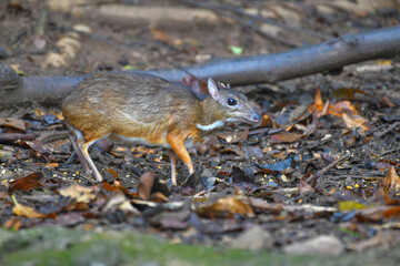 Mouse-deer, Chevrotain find food on the ground wildlife watching in the forest.