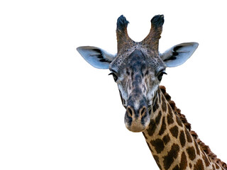 Obraz premium giraffe portrait looking at you