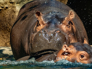 african hippos big adult and calf close up portrait