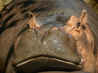 african hippo close up portrait