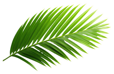 Green tropical palm leaf element