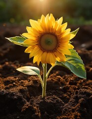 A single sunflower blooms