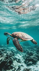 Fototapeta premium Sea turtle swims through clear blue water.