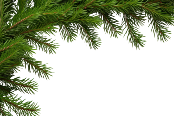 PNG Fir branches backgrounds spruce plant.