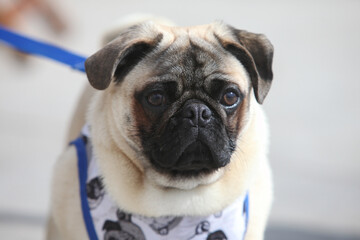 portrait of a cute pug dog, mops, outdoors on a leash wearing jacket 