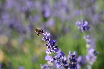 Spring flowers