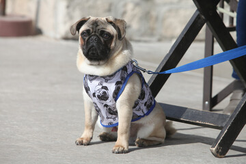 portrait of a cute pug dog, mops, outdoors on a leash wearing jacket  © atikinka2
