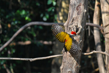 Common flameback, Common goldenback woodpecker birdwatching in the forest.