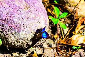 MARIPOSA DE LA FAMILIA Pieridae ENCONTRADOS EN TINGO MARIA 