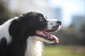 portrait of a beautiful border collie dog outdoors