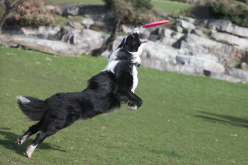 portrait of a beautiful border collie dog playing fetch in the park with frisbee