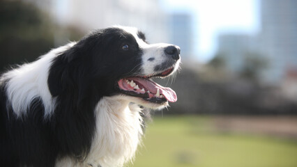 portrait of a beautiful border collie dog outdoors