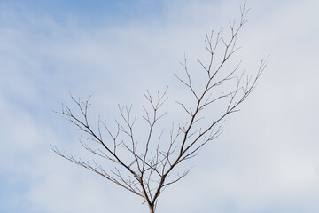 Bare Tree Branches Against Cloudy Sky