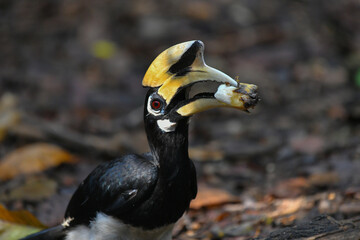 Oriental Pied Hornbill on the ground birdwatching in the forest.