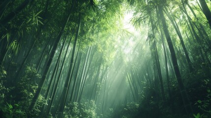 Obraz premium Green Bamboo Forest Wallpaper for Nature Enthusiasts