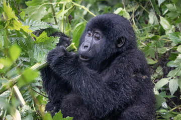 Adult eastern gorilla in tropical rainforest in natural environment, Uganda