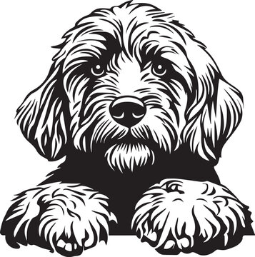 peeking goldendoodle dog