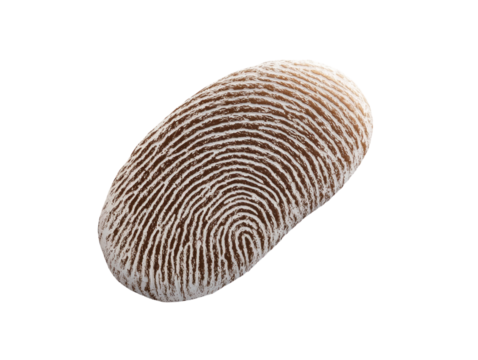Close-up of detailed fingerprint on thumb against white background. PNG transparent.