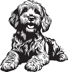 black and white goldendoodle dog