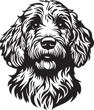goldendoodle dog breed dog