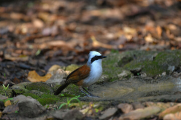 White-crested Laughing Thrush birdwatching in the forest.