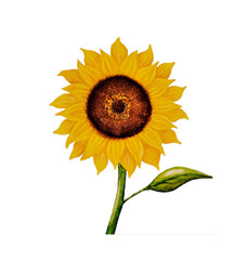 Watercolor painting of sunflower with white background