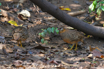 Green-legged partridge, Scaly-breasted partridge find food on the ground birdwatching in the forest.