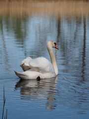 Swans and Lakes