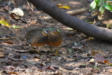 Green-legged partridge, Scaly-breasted partridge find food on the ground birdwatching in the forest.