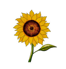Watercolor painting of sunflower with white background and black outline